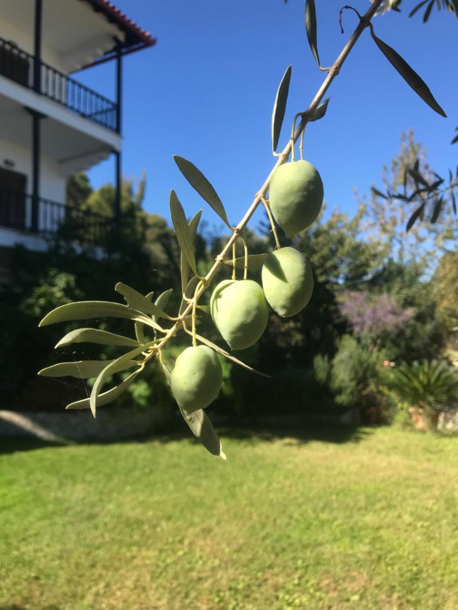 Apartamento Nikos & Panagiota Vourvourou Exterior foto